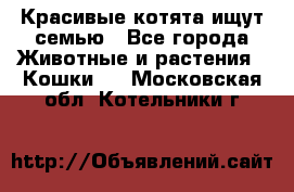 Красивые котята ищут семью - Все города Животные и растения » Кошки   . Московская обл.,Котельники г.